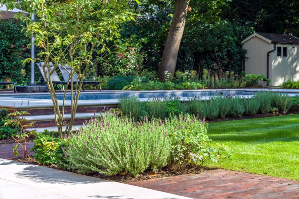Planting of Lavander 'Grosso' under an Amelanchier tree softly defining space between terrace and lawn