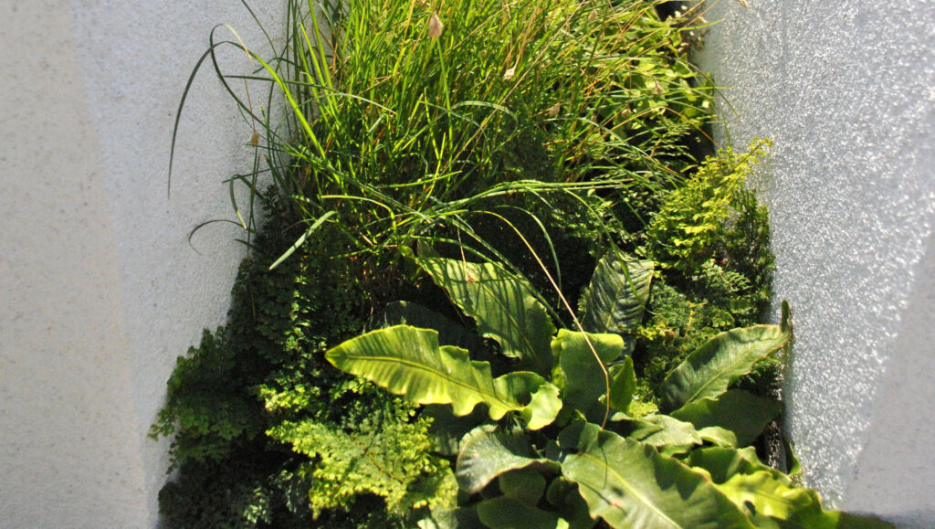 Mix of ferns and grasses that thrive in unique environment of a natural limestone pavement