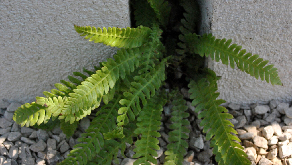 Close up of Blechnum spicant poking out of the limestone gravel